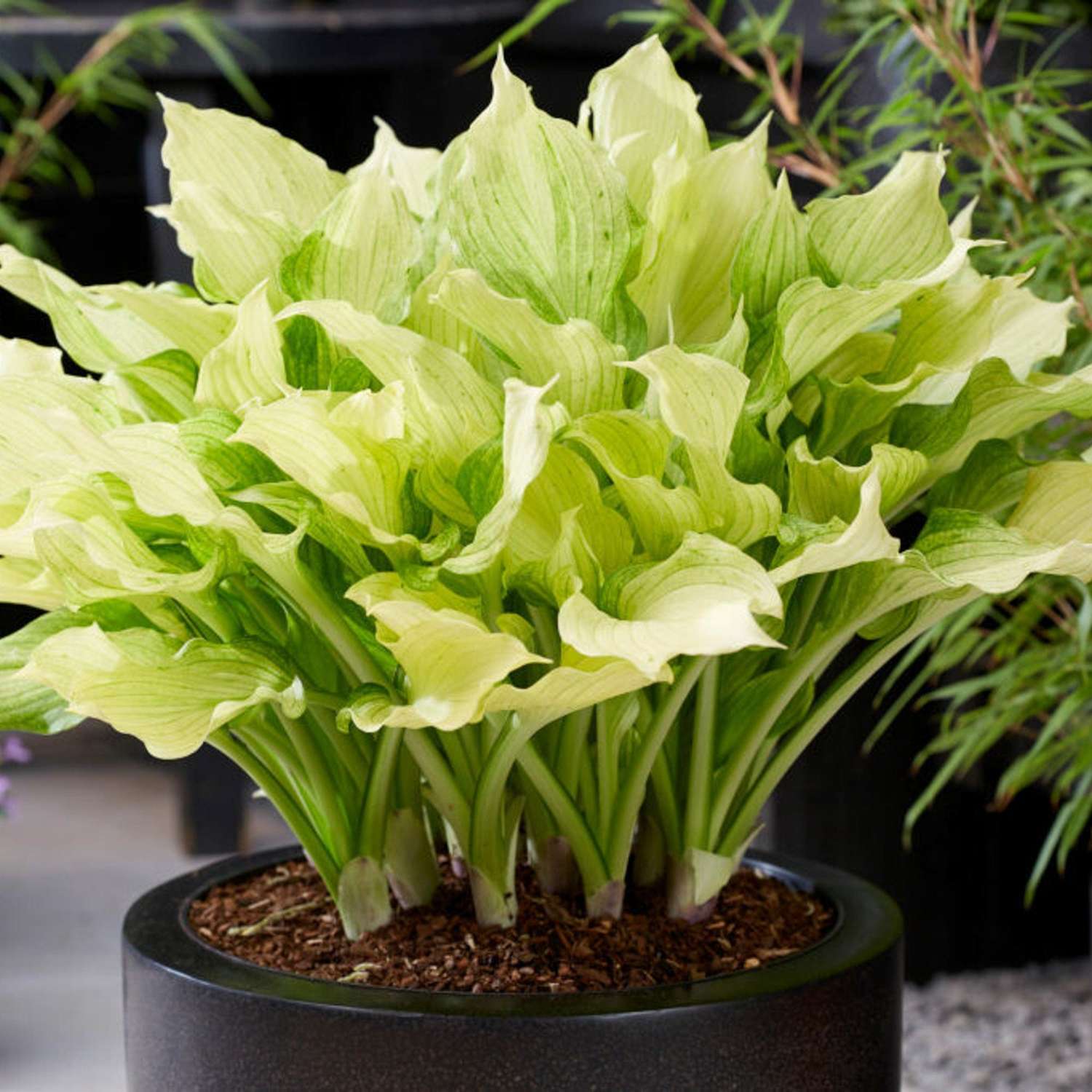 Hosta 'White Feather XXL'